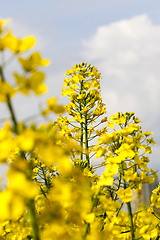 Image showing rapeseed field