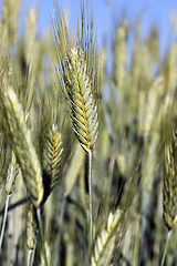 Image showing Field with cereal