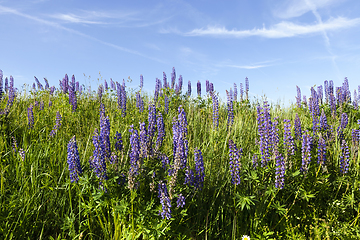 Image showing spring landscape on a meadow