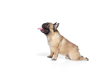 Image showing Young French Bulldog is posing. Cute doggy or pet is playing, running and looking happy isolated on white background.