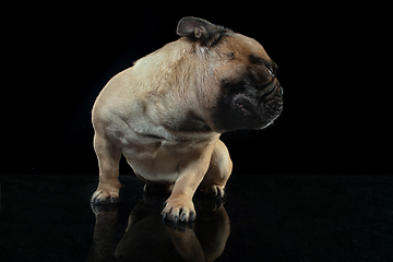 Image showing Young French Bulldog is posing. Cute doggy or pet is playing, running and looking happy isolated on black background.