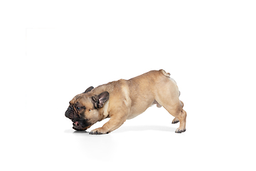 Image showing Young French Bulldog is posing. Cute doggy or pet is playing, running and looking happy isolated on white background.