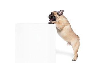 Image showing Young French Bulldog is posing. Cute doggy or pet is playing, running and looking happy isolated on white background.