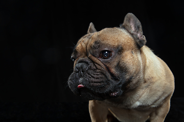 Image showing Young French Bulldog is posing. Cute doggy or pet is playing, running and looking happy isolated on black background.