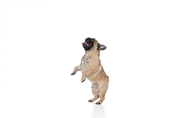 Image showing Young French Bulldog is posing. Cute doggy or pet is playing, running and looking happy isolated on white background.