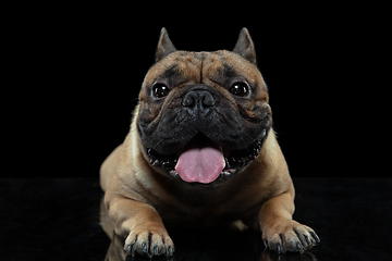 Image showing Young French Bulldog is posing. Cute doggy or pet is playing, running and looking happy isolated on black background.