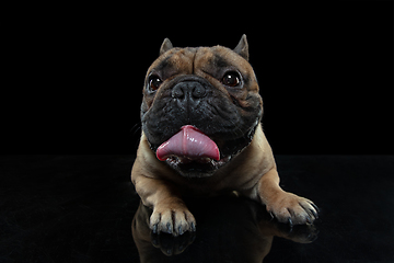 Image showing Young French Bulldog is posing. Cute doggy or pet is playing, running and looking happy isolated on black background.