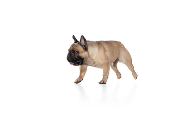 Image showing Young French Bulldog is posing. Cute doggy or pet is playing, running and looking happy isolated on white background.