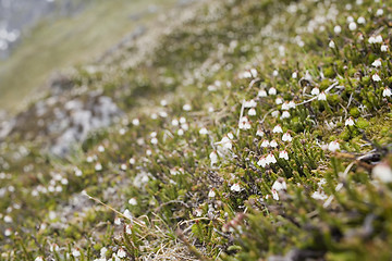 Image showing The flower cover in mountains