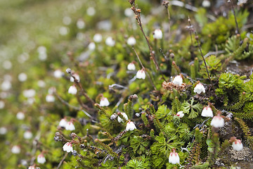 Image showing Mountain vegetation background