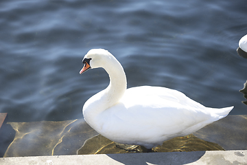 Image showing Swan