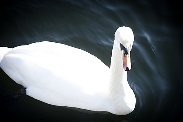 Image showing Swan