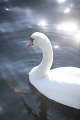 Image showing Swan