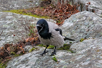 Image showing Hooded Crow, Corvus cornix, Cawing