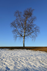 Image showing Birch Tree in March