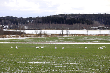 Image showing Migrating Swans on Field in the Spring