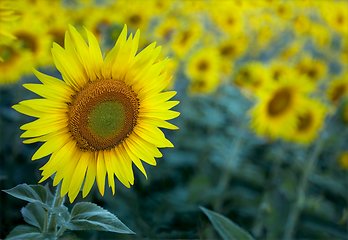 Image showing Sunflower field