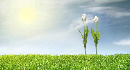 Image showing Tulips and green grass line and sunny sky