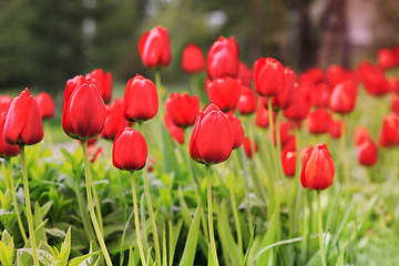 Image showing Deep Red Tulips in the Spring