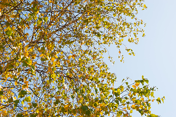 Image showing Birch leaves