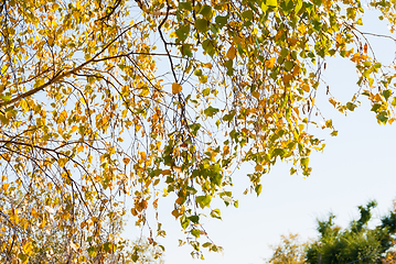 Image showing Birch leaves