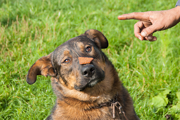 Image showing Dog keeps the food on the nose