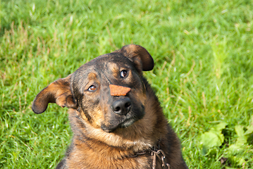 Image showing Dog keeps the food on the nose