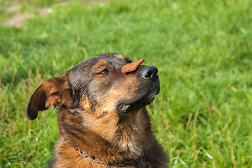 Image showing Dog keeps the food on the nose