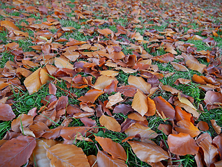 Image showing Fresh orange falling leaves of black beech 