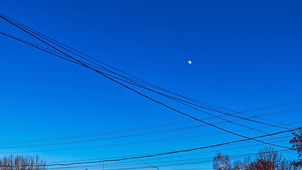 Image showing Moon, wires and tree tops in the evening cloudless sky