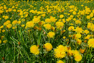 Image showing Lots of flowering dandelion in spring sunny day