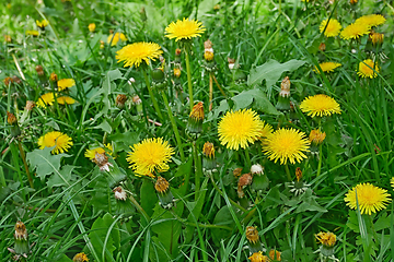 Image showing Flowering dandelion on meadow in springtime