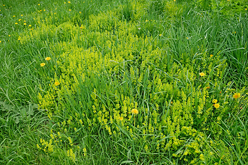 Image showing Green Grass Dandelion and other Yellow Flowering Plants in Early