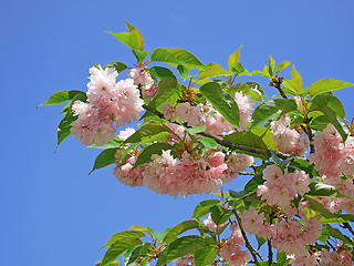 Image showing Blooming branch of Almond Trilobate tree in early May on blue sk