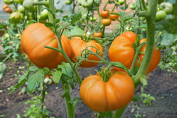 Image showing Many big red tomatoes in film greenhouse