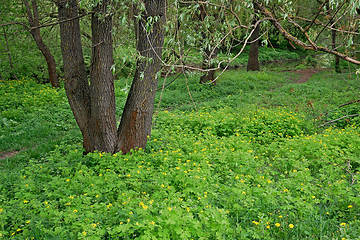 Image showing Willow tree grows on a lawn with many flowering celandine and ot