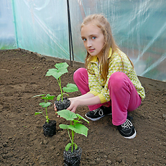 Image showing Beautiful Caucasian blonde girl in greenhouse holds a cucumber s