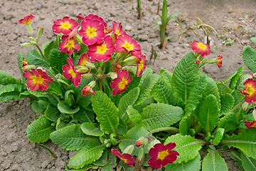 Image showing Primrose plant blooms profusely in April on the ground