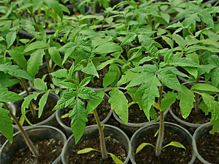 Image showing Many young green tomato seedlings before planting into the soil 