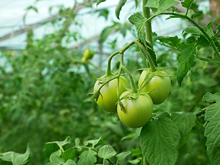Image showing Group of green tomatoes growing in a greenhouse
