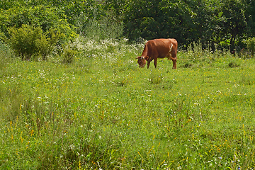 Image showing Tied cow grazes in a meadow in summer among the flowering weeds