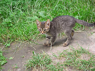 Image showing Playful tabby small kitten