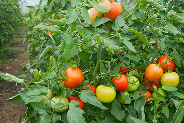 Image showing Many tomatoes in film greenhouse