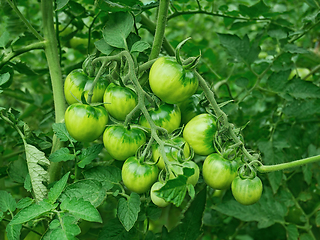 Image showing Green unripe tomato plants growing in greenhouse