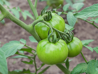 Image showing Big green ripening tomato fruits outdoors 