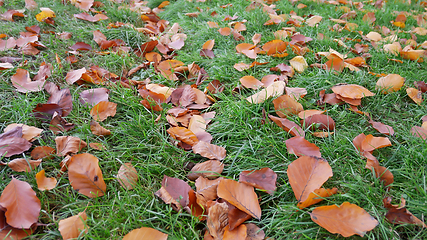 Image showing Fallen yellow and orange leaves on bright green grass