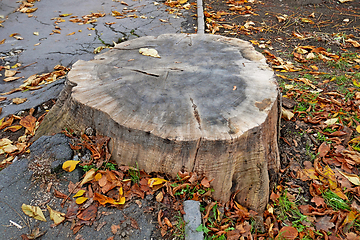 Image showing Huge stump without bark between the sidewalk and the lawn