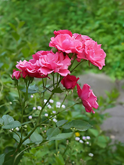 Image showing Pink rose plant flowering in flower bed in summertime