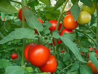 Image showing Red ripe tomatoes in greenhouse