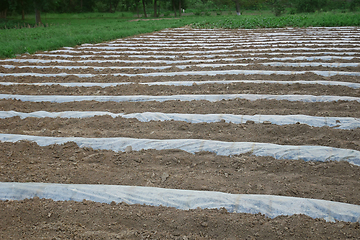 Image showing olyethylene film is laid with rows on the rampart furrow wall to